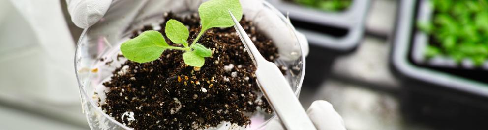 Petrischaal met plant in labomgeving