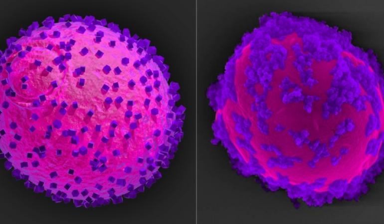 computermodel en microscopische afbeelding van gistcel met nanodeeltjes