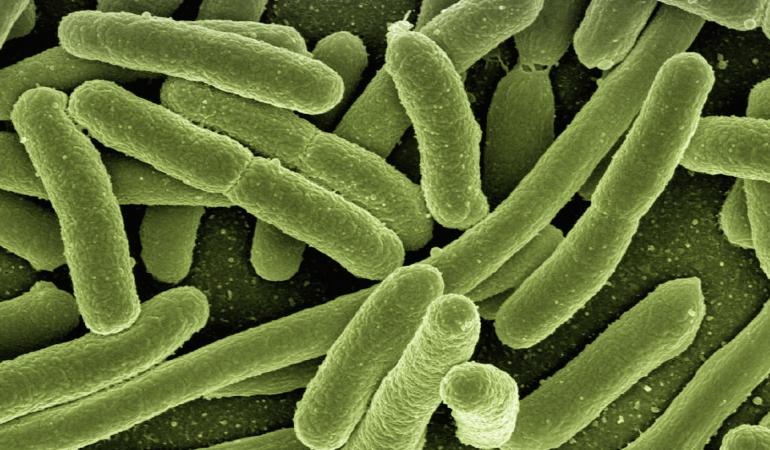 E. coli bacteriën