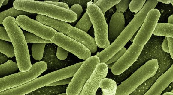 E. coli bacteriën
