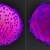 computermodel en microscopische afbeelding van gistcel met nanodeeltjes